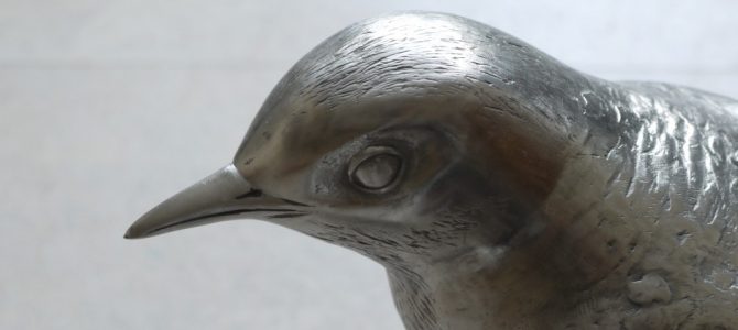 White Wagtail. 2013